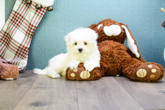 Maltese Pup Being Cute