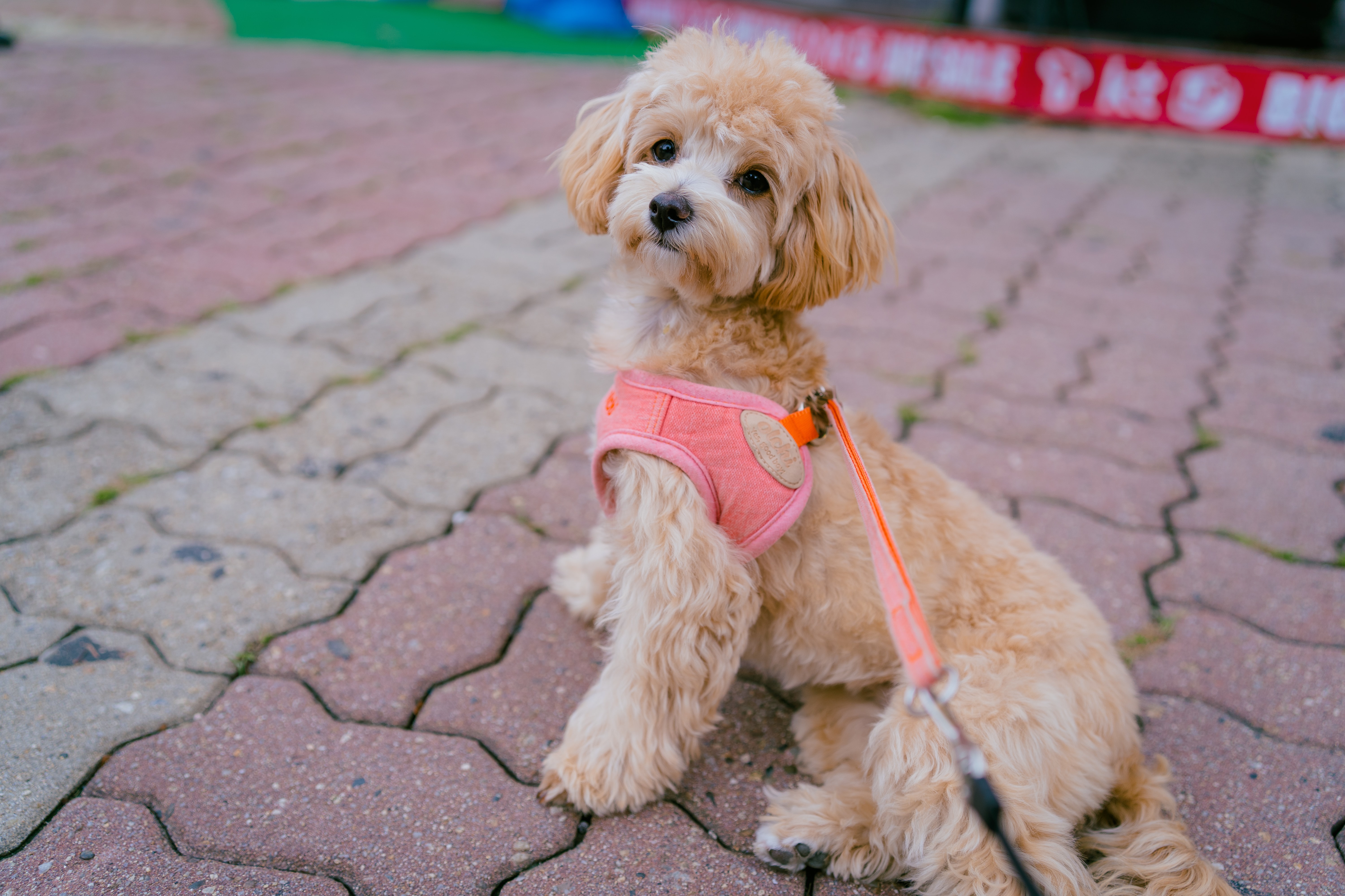 dog wearing a pink harness and leash sitting on pavement