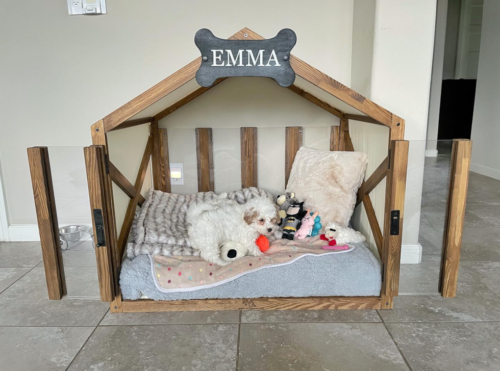 mini goldendoodle puppy from premier pups sitting in an indoor dog house