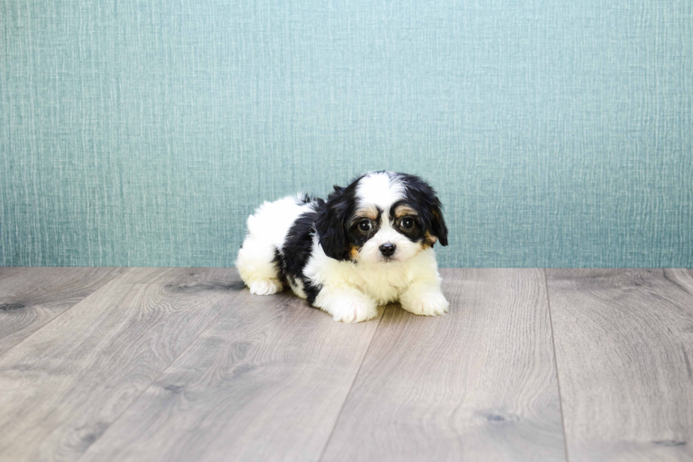 Meet Kanye - our Cavachon Puppy Photo 