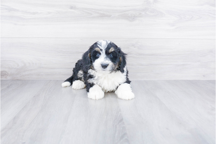  F1 MINI BERNEDOODLE PUPPY