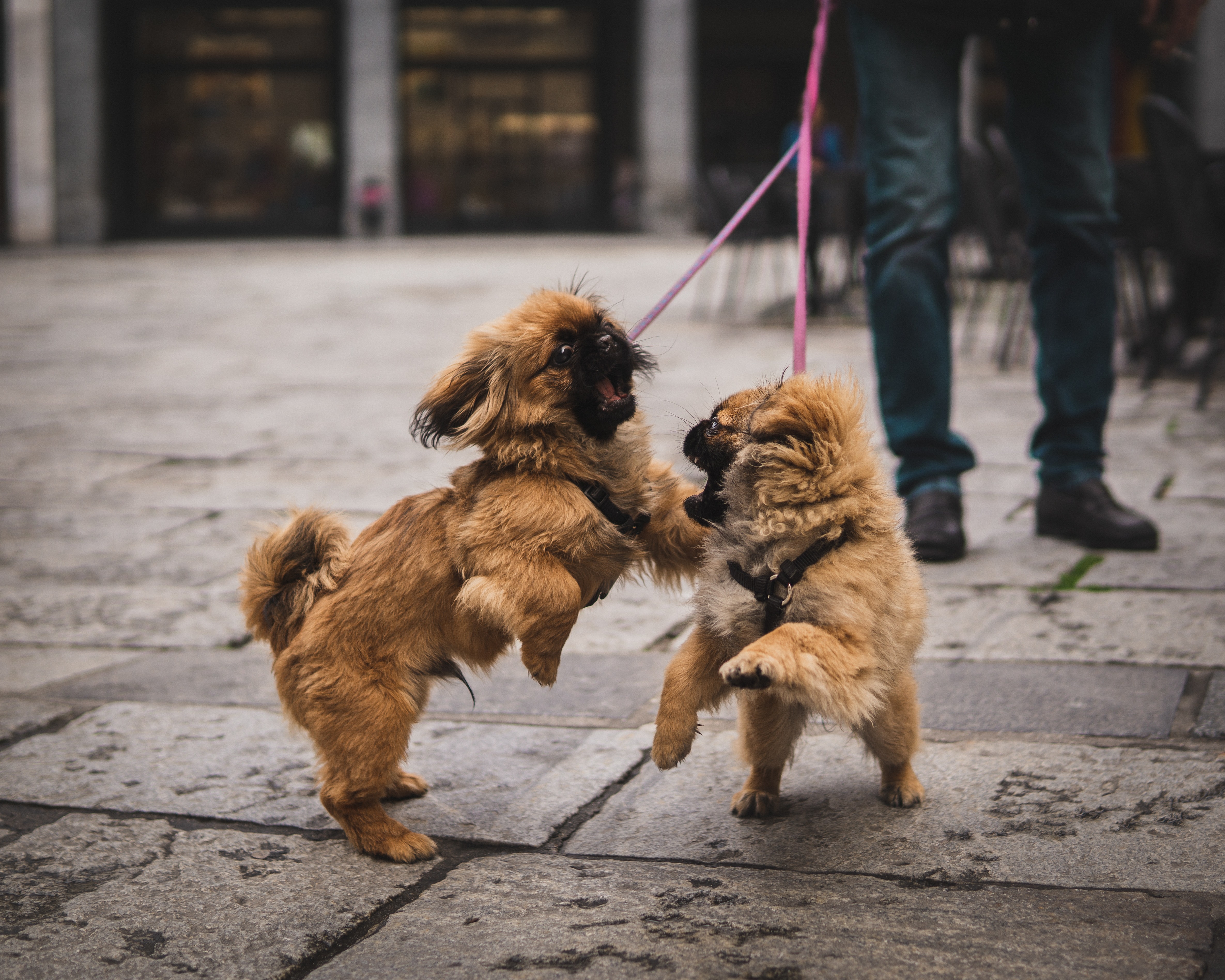 two dogs fighting while on leash