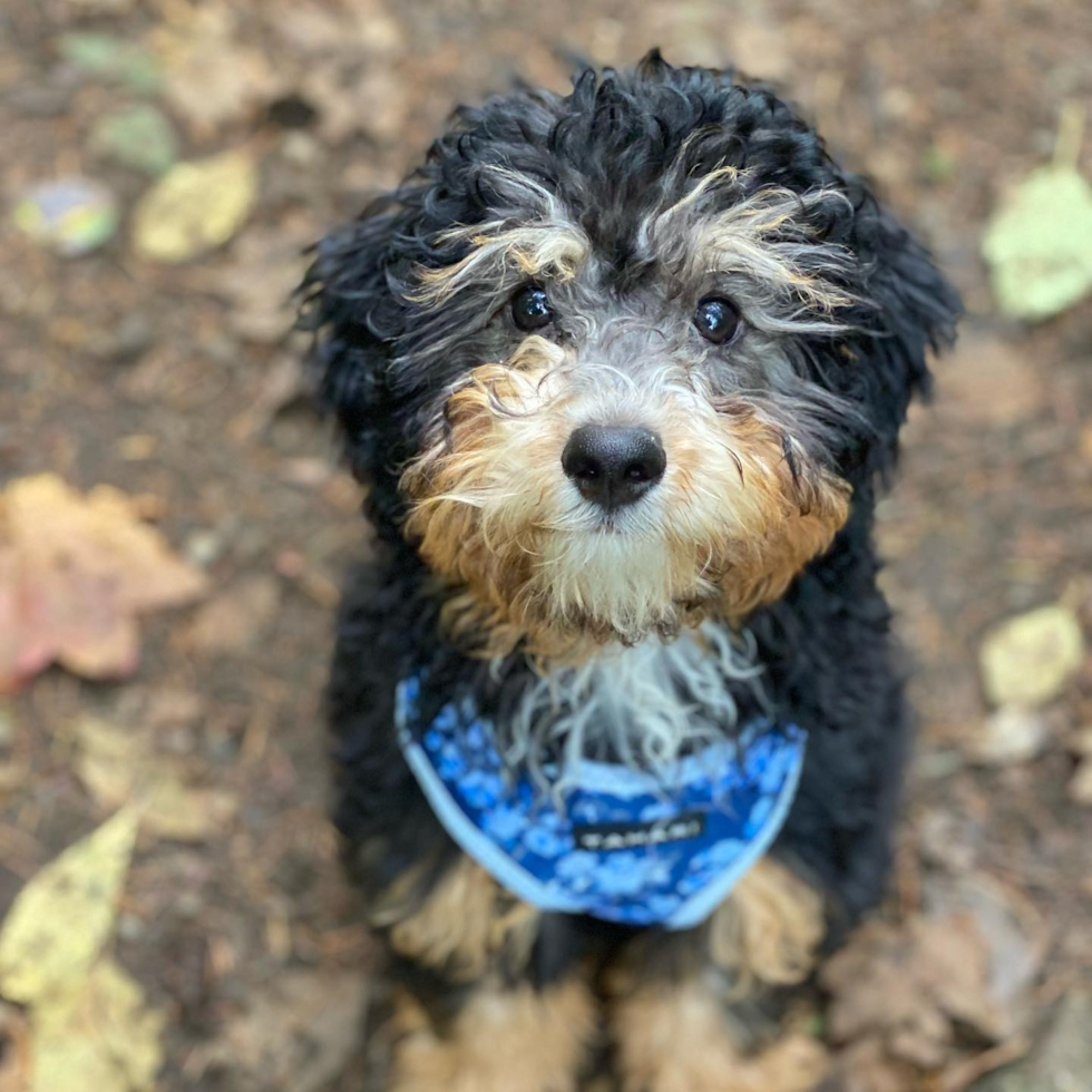 f1b mini bernedoodle sitting outside in a pile of leafs - f1b mini bernedoodle guide
