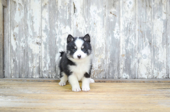 Funny Pomsky Designer Pup