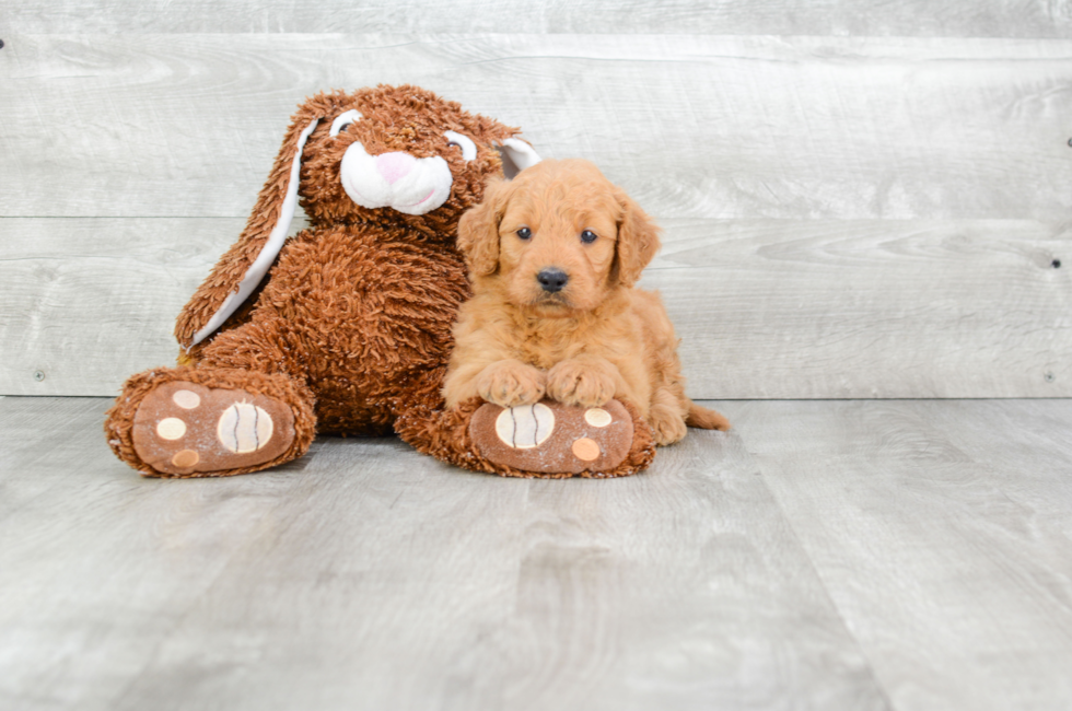 Mini Goldendoodle Puppies for Sale US Shipping Premierpups