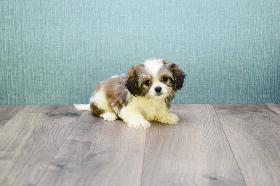 Meet Karl - our Cavachon Puppy Photo 