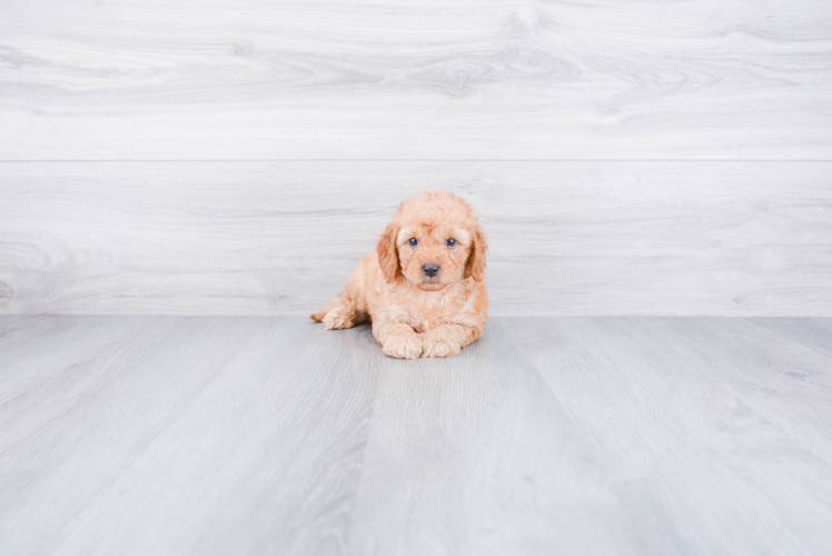Mini Goldendoodle Pup Being Cute
