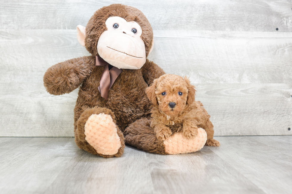 poodle-puppies-for-sale-small-toy-puppies-for-sale-in-ohio