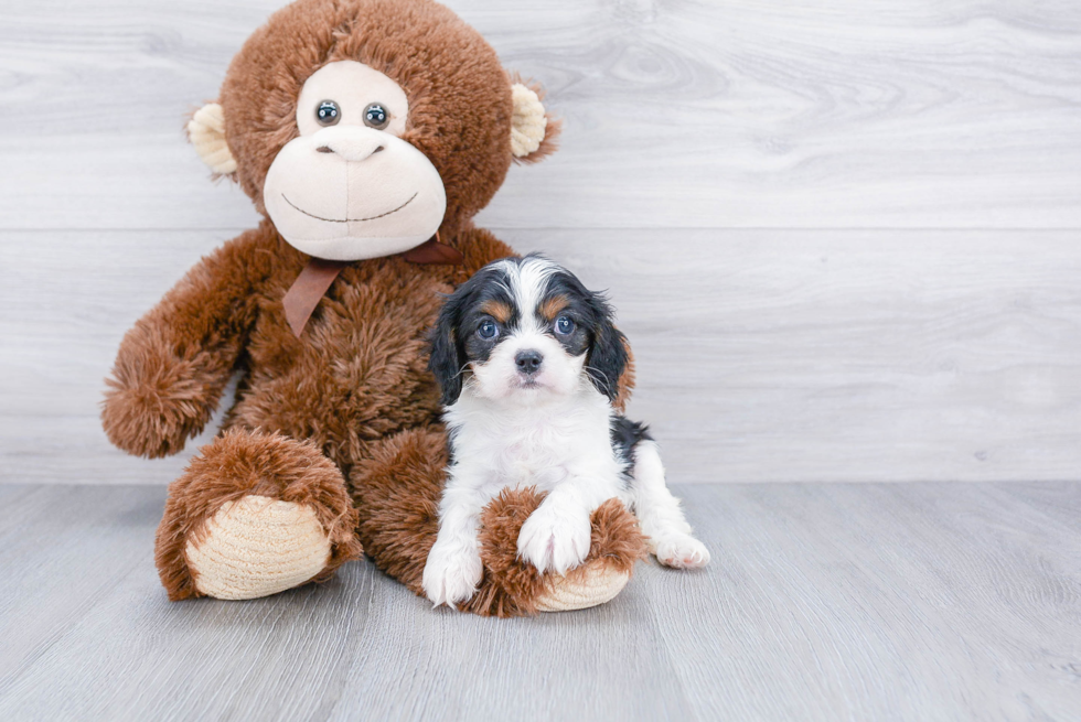 Meet Gendry - our Cavalier King Charles Spaniel Puppy Photo 2/3 - Premier Pups