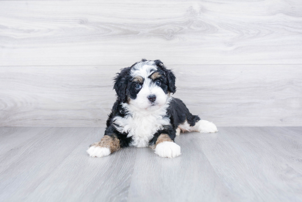 Meet Demi - our Mini Bernedoodle Puppy Photo 3/3 - Premier Pups