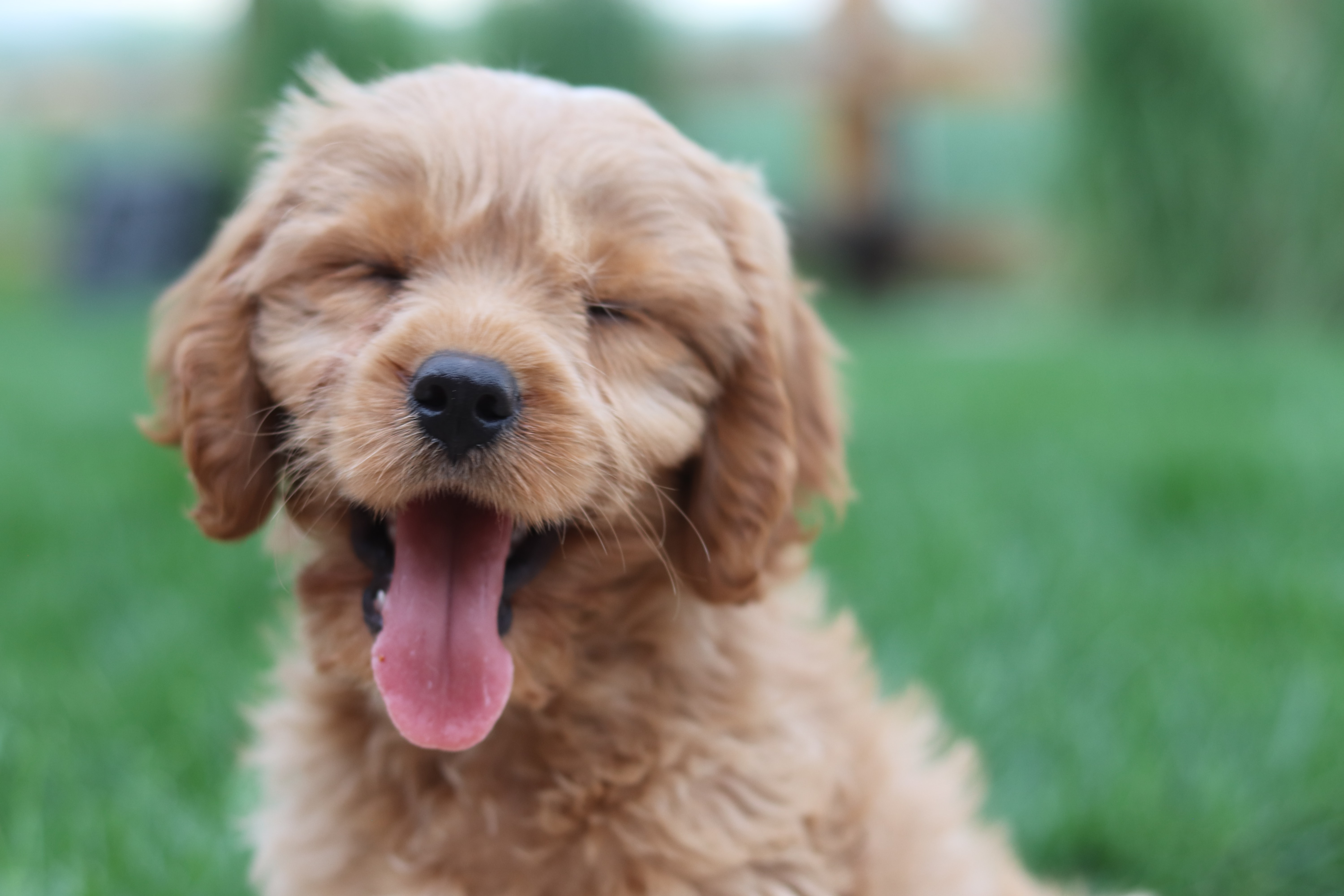tan mini goldendoodle dog smiling
