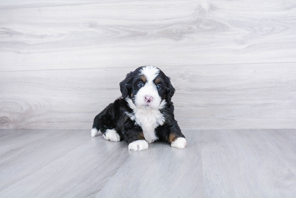 Meet Bristol - our Mini Bernedoodle Puppy Photo 3/3 - Premier Pups