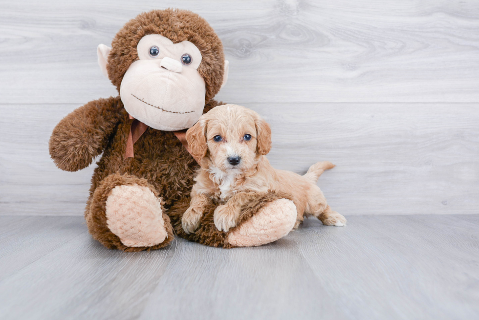 Meet Cadence - our Cockapoo Puppy Photo 1/3 - Premier Pups