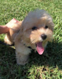 Petite Maltepoo Poodle Mix Pup