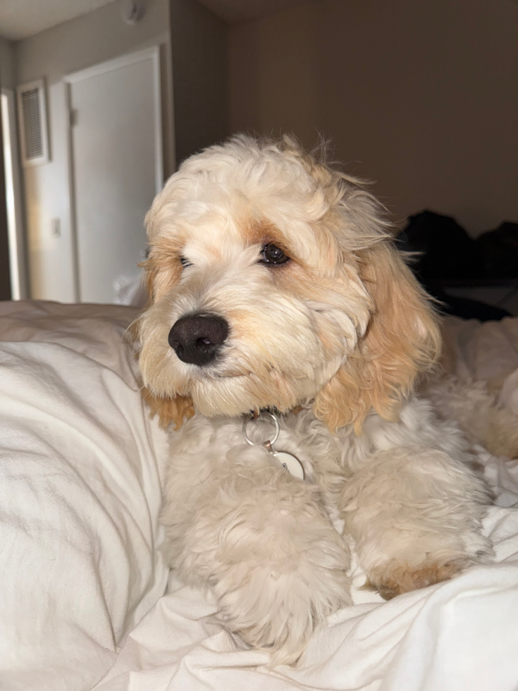 white cockapoo with hints on tan on its ears. cockapoo cost