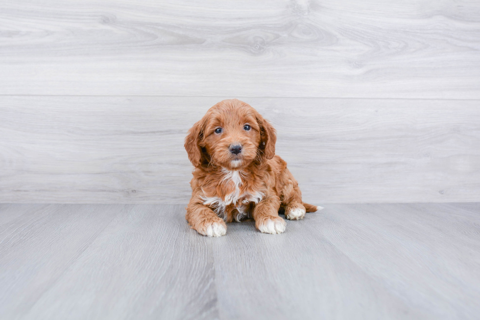Meet Martha - our Mini Goldendoodle Puppy Photo 2/3 - Premier Pups
