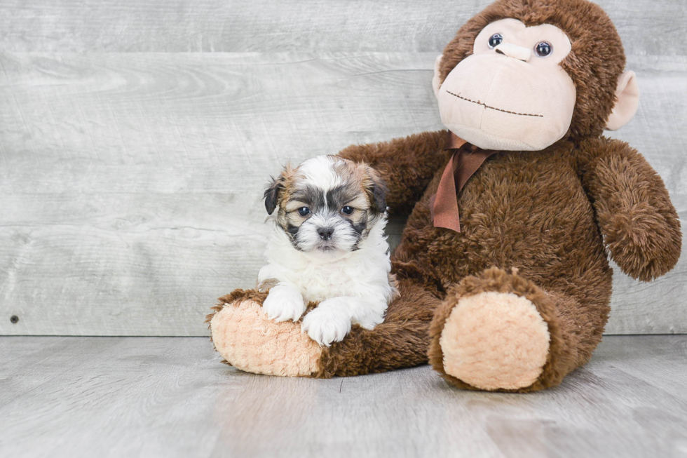 Meet Gatsby - our Teddy Bear Puppy Photo 3/4 - Premier Pups