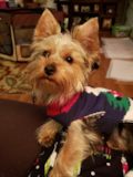 Adorable Yorkie Purebred Pup