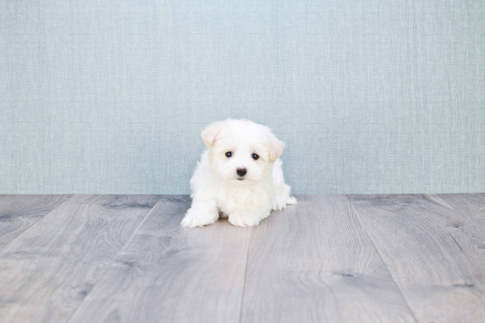 Energetic Maltese Poodle Poodle Mix Puppy