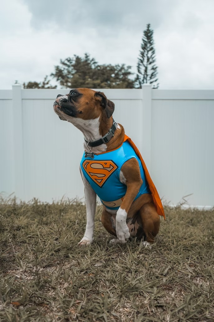 dog in a Superman Costume