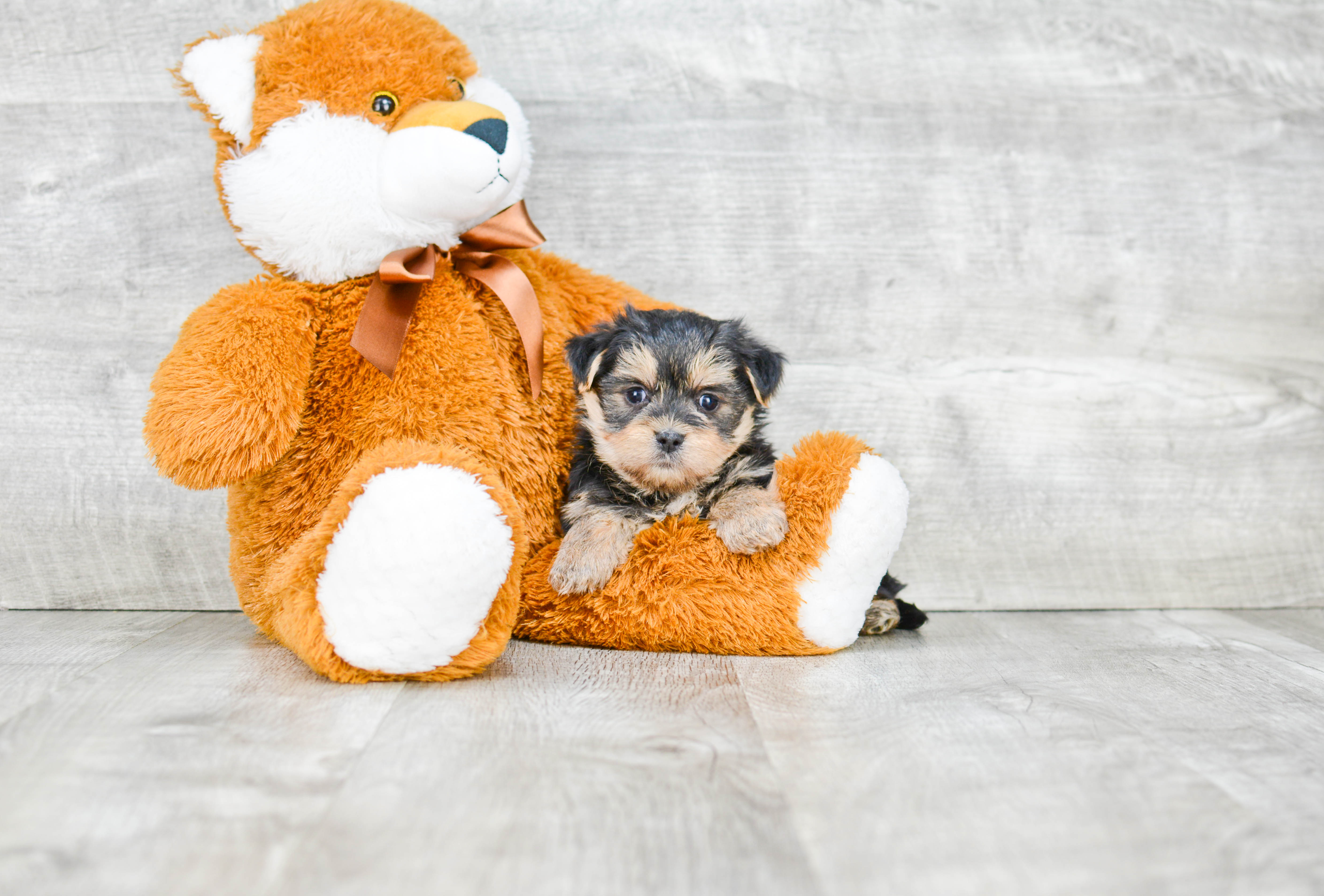 Morkie Puppies For Sale On The Spot Adoption In Ohio US Shipping   64709196 C897 4e41 86bd Ca02ef9ddb98 