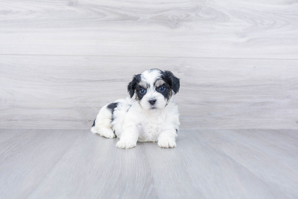 Meet Keaton - our Teddy Bear Puppy Photo 3/4 - Premier Pups