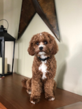 Cute Cavapoo Poodle Mix Pup