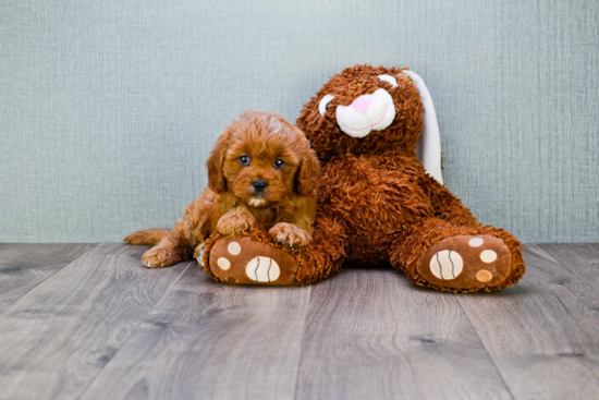 Best Cavapoo Baby