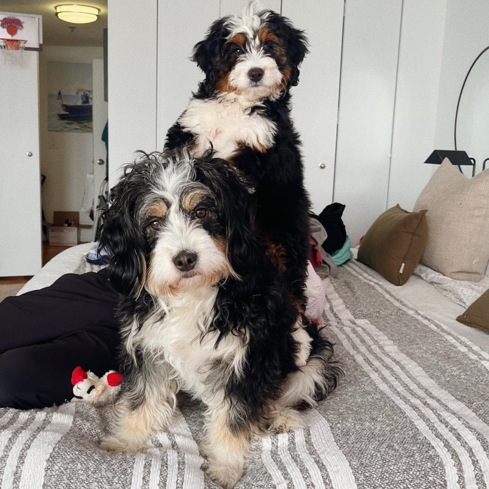 two f1 mini bernedoodles on a bed, one on top of the other - f1 mini bernedoodles