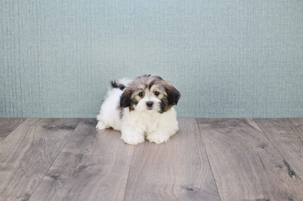 Teddy Bear Puppies For Sale - Shichon puppies for sale in Ohio