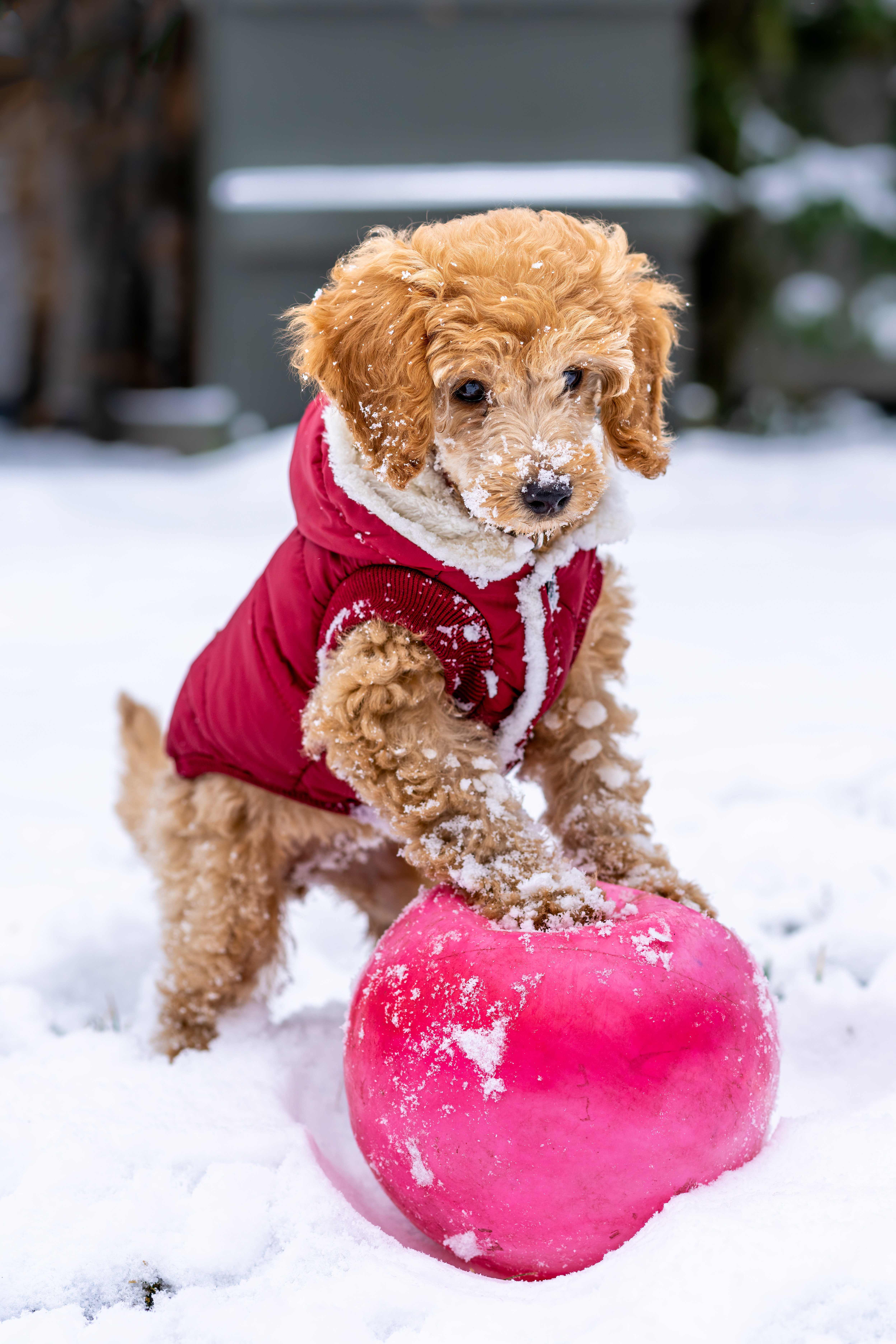 cute cavapoo dog playing in the snow