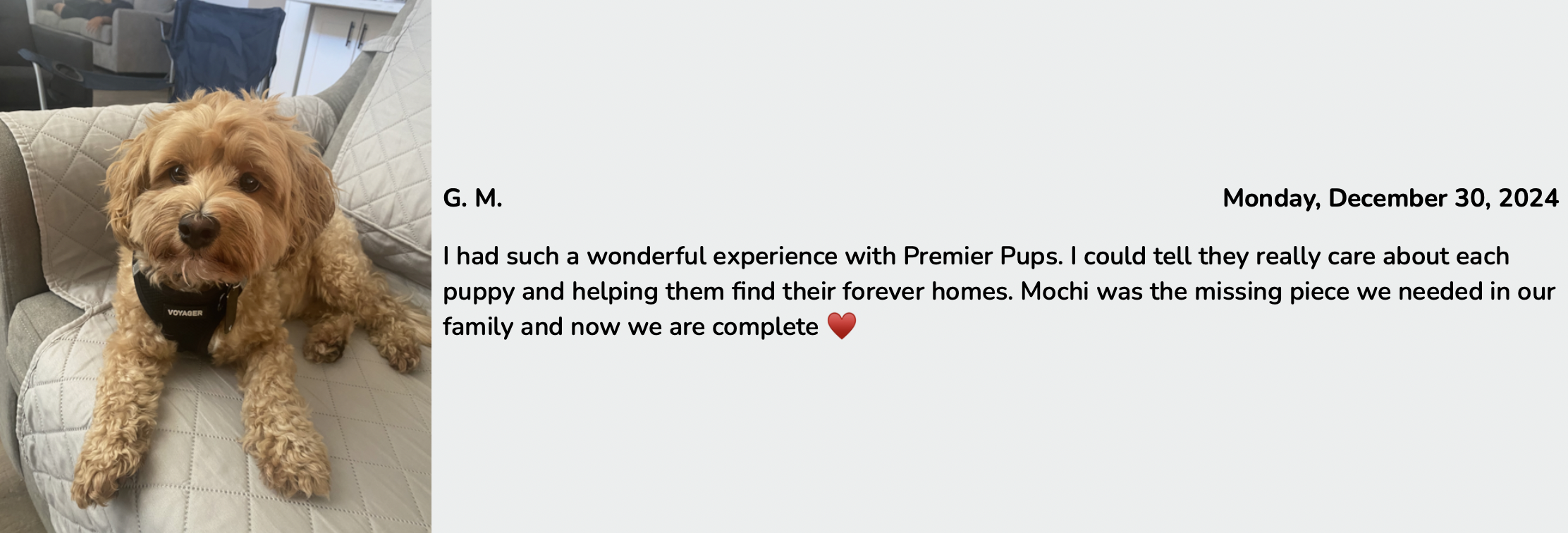 maltipoo puppy breeders customer review