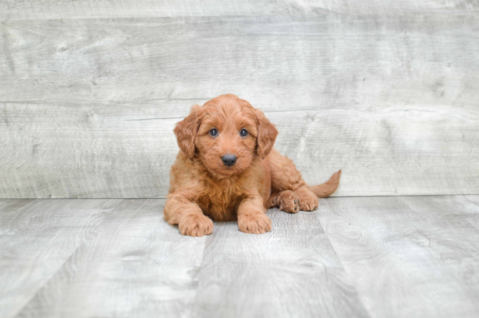 Miniature Goldendoodle puppies for sale Mixed small breed puppies for