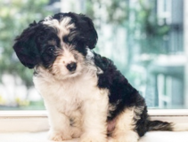 Puppy For Sale Premier Pups Friendly Aussiechon Pup