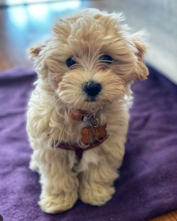 cream Maltipoo puppy