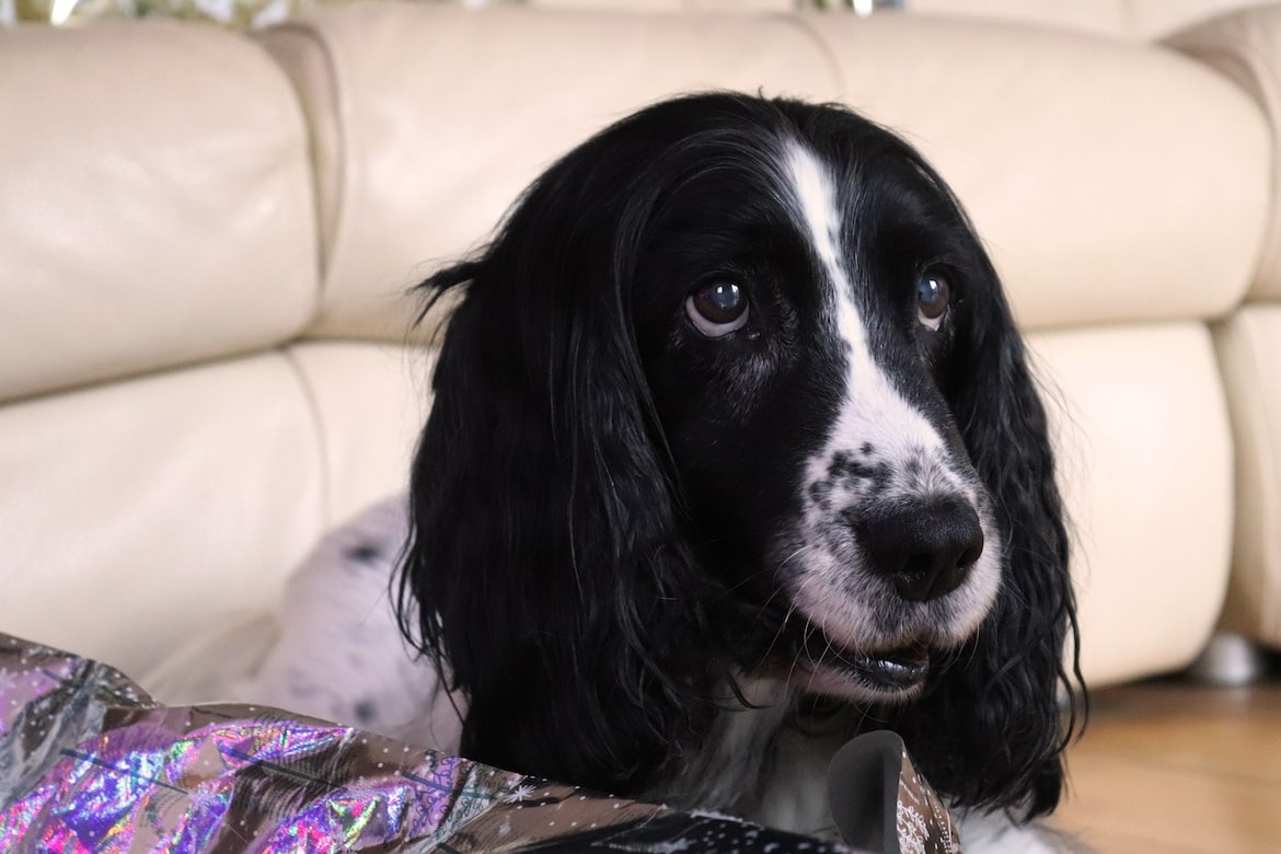 Black and White Cocker Spaniel dog