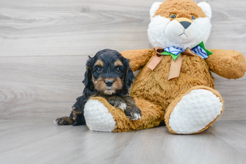 black and brown cockapoo puppy sitting next to a big teddy bear