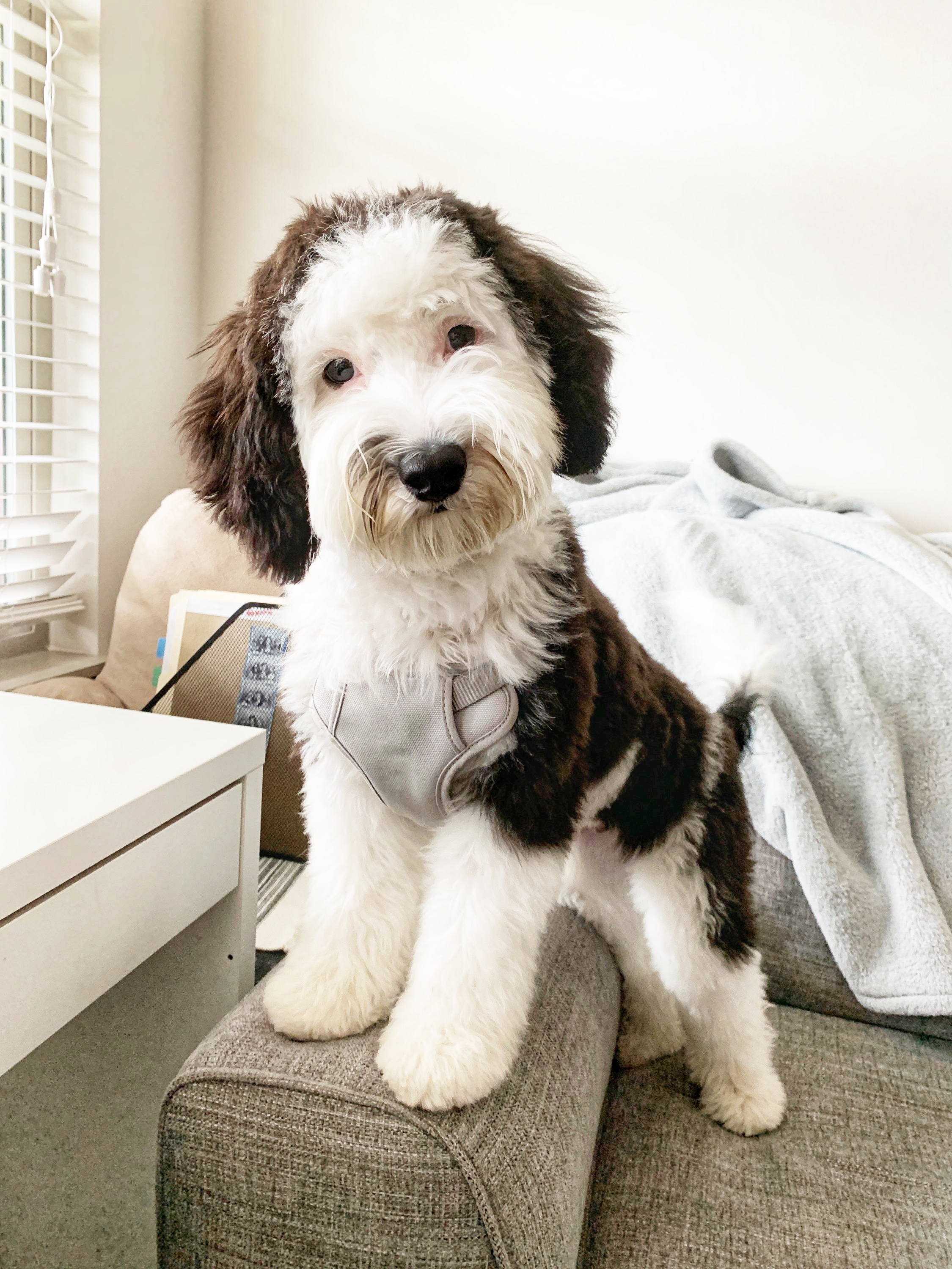 Miniature sheepadoodle hot sale for sale