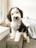 Mini Sheepadoodle Being Cute