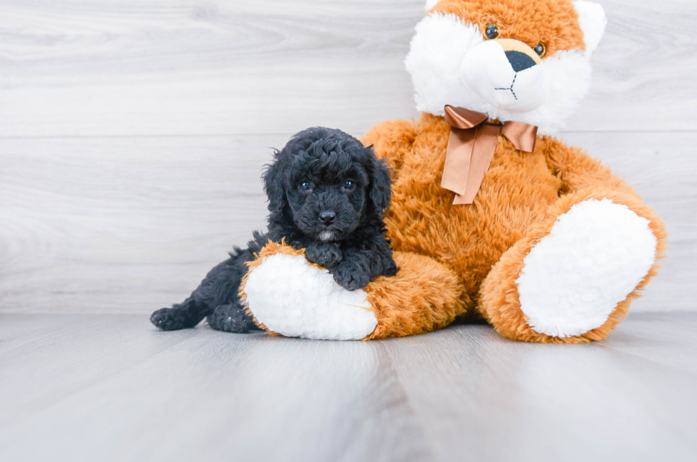 Toy Poodle Puppies For Sale Ohio Safe Comfortable Us Shipping
