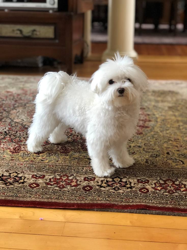 Lively and loving white Maltese dog enjoying time in a small apartment