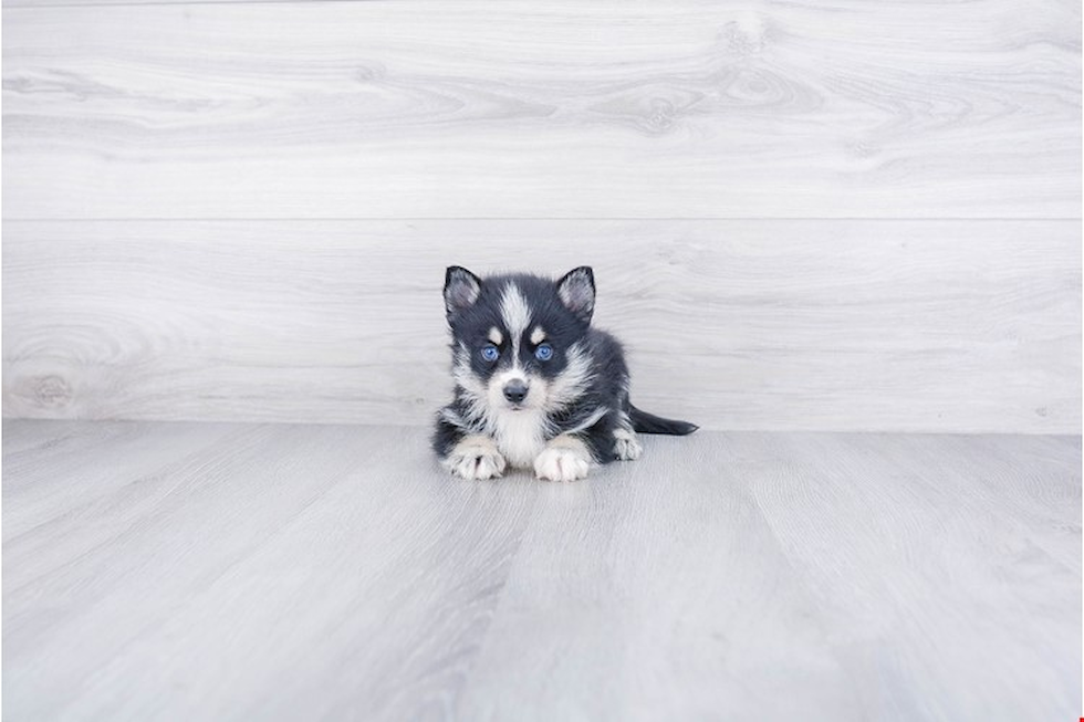 Energetic Mini Husky Designer Puppy