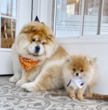 Pomeranian Dog Breed: Useful Information - Premier Pups Adorable Pomeranian Purebred Pup
