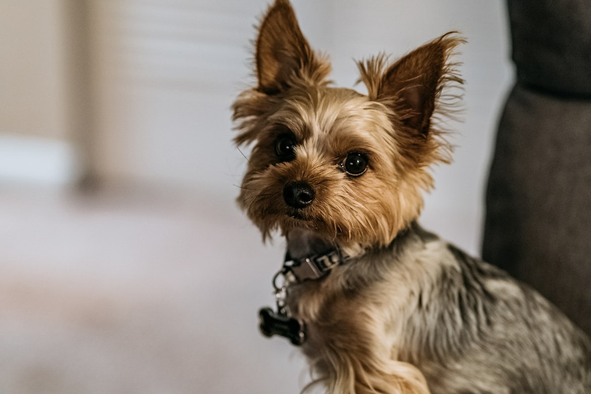 energetic Yorkshire Terrier ready for play