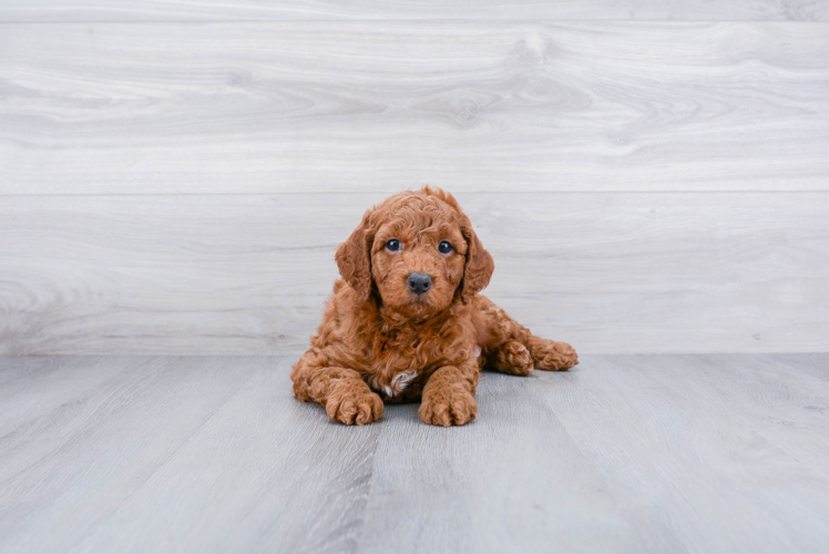 Meet Jimmy - our Mini Goldendoodle Puppy Photo 1/3 - Premier Pups