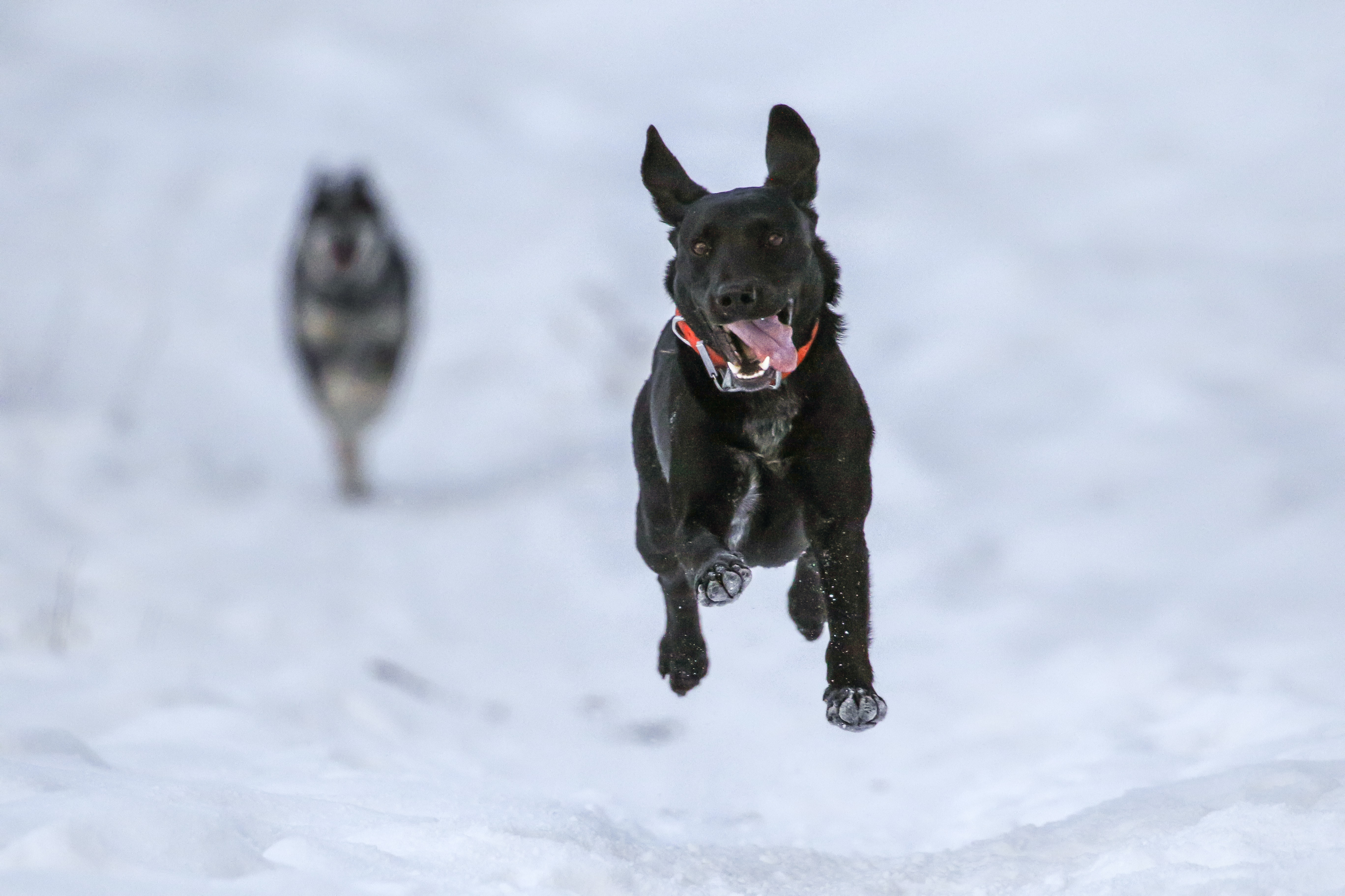 funny dog picture captured in mid-air