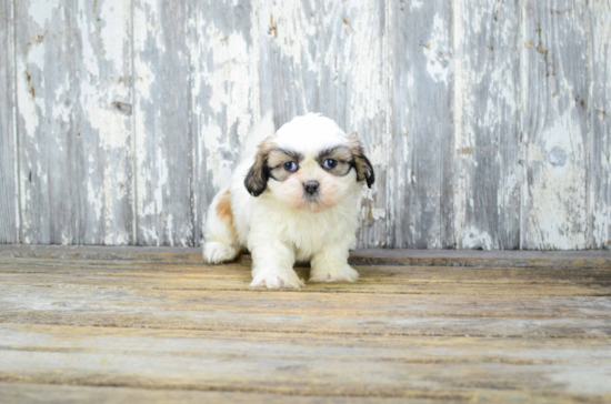 Playful Shih Tzu Purebred Pup