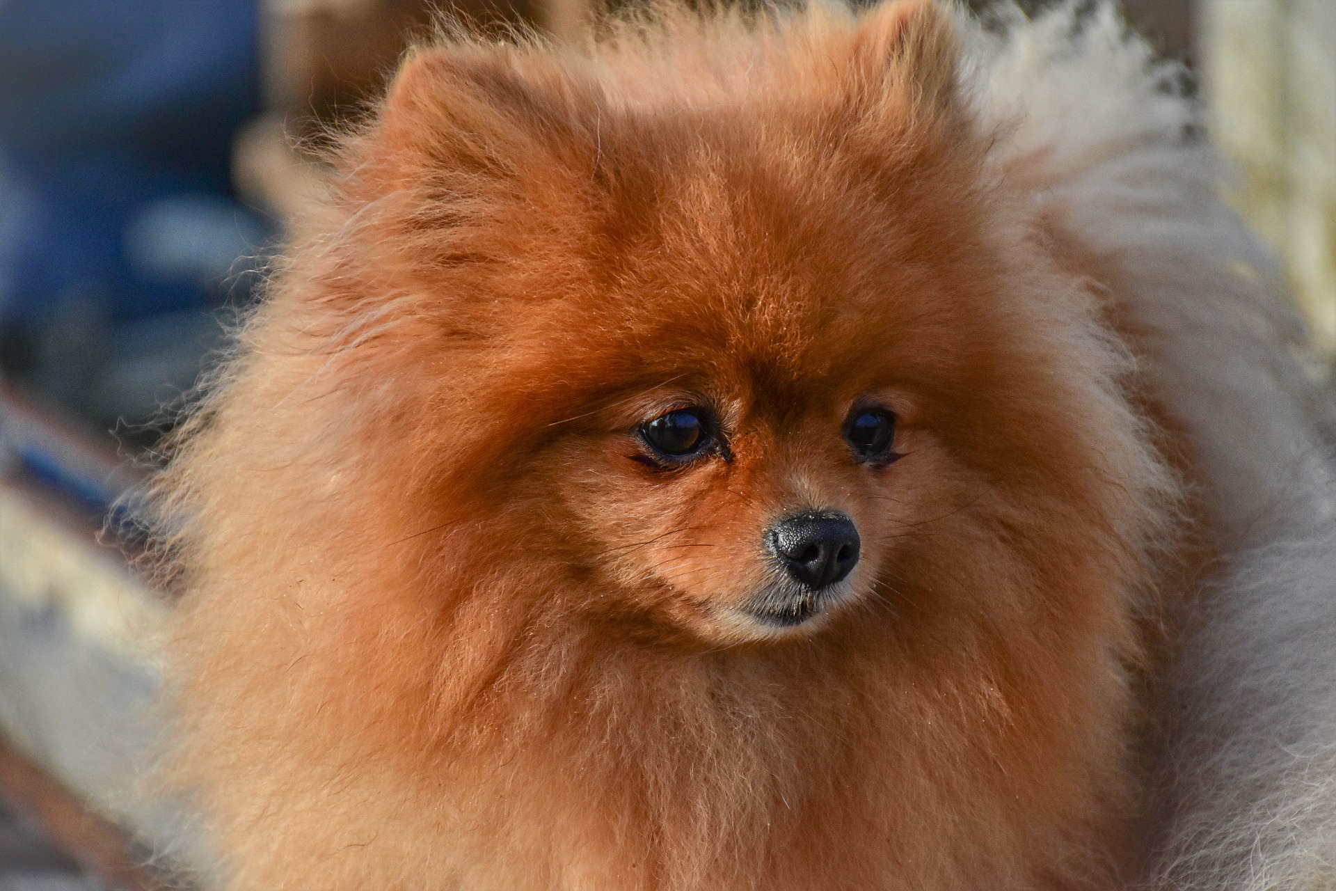 brown pomeranian dog