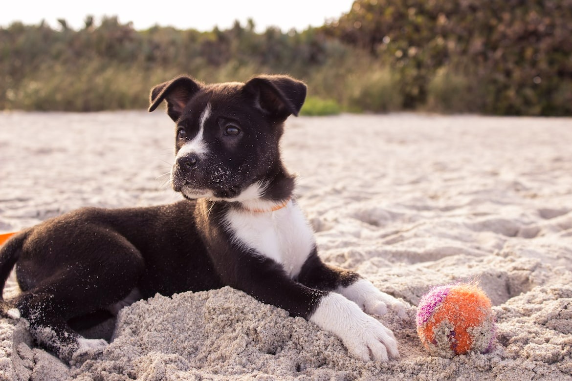 black and white puppy on a beach