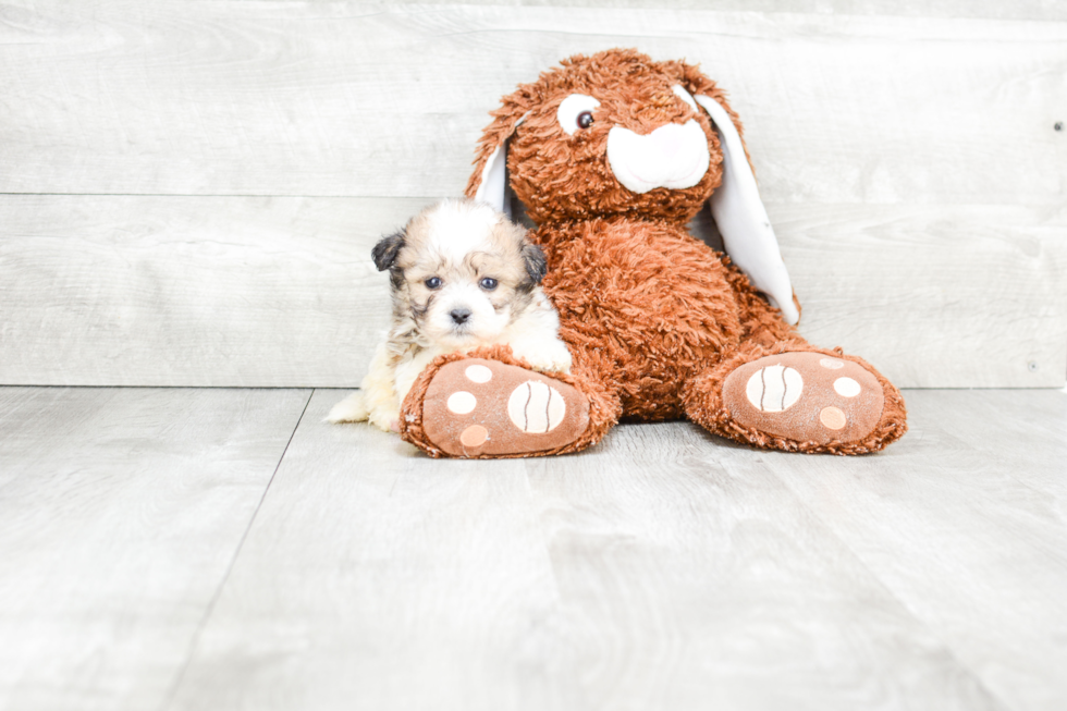 Meet Ace - our Teddy Bear Puppy Photo 2/3 - Premier Pups